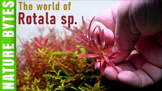 Rotala sp Pink and Blood Red Ultimate Guide for Aquarium Lovers in English বাংলা [upl. by Aicercul]