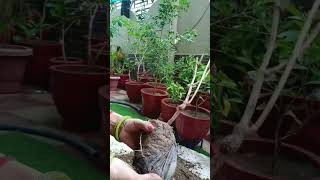 planting plants in garden garden follow youtube youtuber youtubeshorts ytshorts shortvideo [upl. by Karissa]