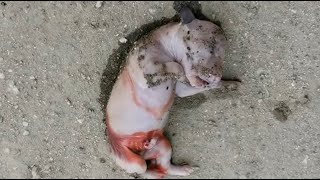 Heartbreaking Abandoned Puppy Left in the Middle of the Road Becomes the Luckiest Survivor [upl. by Eenitsed]