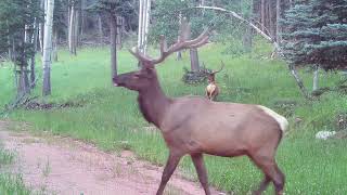 Bear Doe chases a coyote new Bulls develop The Rocky Mountain Elk amp Deer Watch new movie [upl. by Kenn]