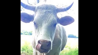 Charolais Cow Family cow farm [upl. by Aeriela275]