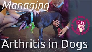 Tips for Managing Arthritis in Dogs [upl. by Ioved]