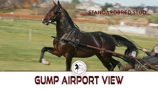 Gump Airport View aka quotViewlyquot  Starlit Stables [upl. by Schoening402]