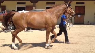 20 Hind limb lameness [upl. by Sidran300]