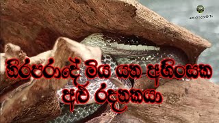 Alu radanakaya උග්‍ර විෂයයි මරා දමන අහිංසකයා  අළු රදනකයා 🐍 [upl. by Kcirdle]