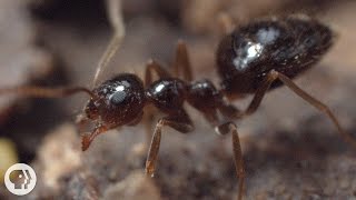 Winter is Coming For These Argentine Ant Invaders  Deep Look [upl. by Suoicserp]