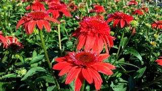 Best Perennials  Echinacea Double Scoop™ Mandarin Coneflower [upl. by Inaj465]