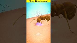 পিঁপড়ে আমাদের কামড়ায় কীভাবে 😳 shorts ants bite [upl. by Naga]