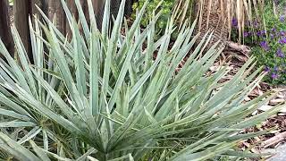 The Blue Mediterranean MoroccanFan Palm  Chamaerops humilis var cerifera [upl. by Gabbie751]