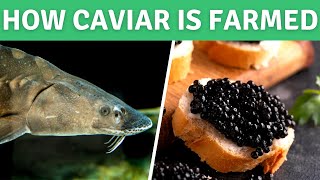 How Sturgeon Caviar is Farmed  White Sturgeon Fish Farming at Sterling Caviar [upl. by Nnyliram]