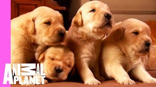 Golden Retriever Puppy Cam Live Stream [upl. by Valerie]