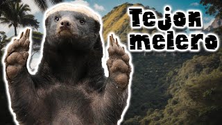 Tejón Melero ¡El Superhéroe de la Naturaleza Que Vence a las Cobras  documental de animales [upl. by Hcib318]