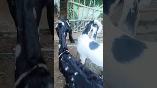 Selective breeding tip bakripalan goatfarming tips information breeding [upl. by Noraed126]