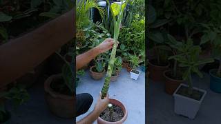 Dieffenbachia Propagation Cutting amp Rooting shorts dieffenbachia cuttingfruit [upl. by Mihsah]