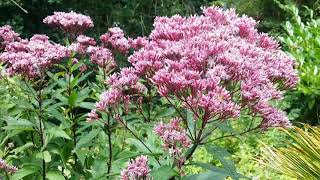 Pink Hemp Agrimony Flower [upl. by Kilah534]