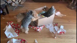 Three Yorkies Rip Amazon Box Apart [upl. by Jedthus]