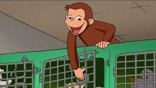 George libera Hundley 🐵 Curioso Come George 🐵 Cartoni per Bambini [upl. by Barraza]