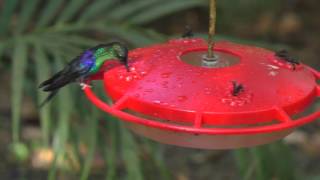 Hummingbirds at Pico Bonito Lodge Honduras [upl. by Tillinger]