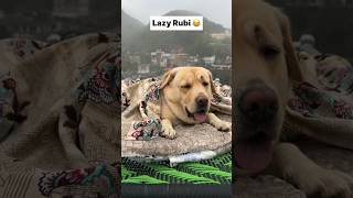 lazy rubi 😂  labra rubi  youtubeshorts shorts labrador dog funny memes cute trending [upl. by Jojo]