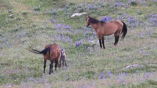 The Mighty Wild Stallion Thor of McCullough Peaks in Wyoming by Karen King [upl. by Yznil]