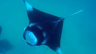 Why Are Manta Rays So Important  Our Changing Planet  BBC Earth [upl. by Ennaecarg]