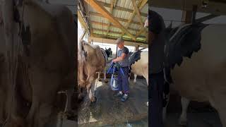 Inside an Indian Holstein Dairy Farm IndustrialScale Cow Farming [upl. by Redla164]