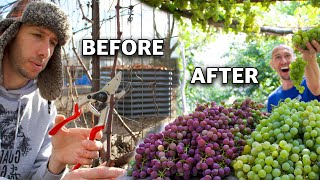 How to Prune Grapes for Trellis and Arbor Spur Prune and Cane Prune [upl. by Ahsehat]