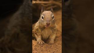 Squirrel sounds Ground Squirrel [upl. by Halian]