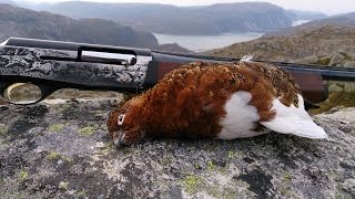 Rypejakt 2014  Ptarmigan Hunting  Grouse Hunting 2014 [upl. by Ahsiuqet]