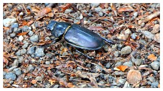 Lucanus cervus Hirschkäfer Weibchen [upl. by Yuht700]