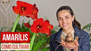 TUDO sobre o AMARILIS 🌸 como CULTIVAR PLANTAR e espécies VARIADAS [upl. by Leandre]