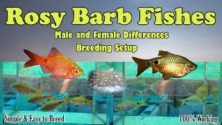 How to breed Rosy barb fish  Male and Female Difference  LIVE AQUARIUM [upl. by Irakuy]