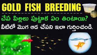 GOLD FISH BREEDING  పిల్లాలకి మేత ఏం వెయ్యాలి AK AQUA TELUGU [upl. by Rue90]