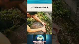 Salamandra gigante cfisback shortvideo curiosidade [upl. by Kati635]