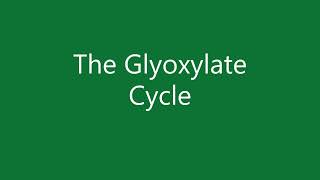 24 The glyoxylate cycle [upl. by Ardnaeed]