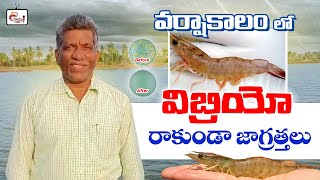 Vibrio disease management in monsoon season  shrimp farming [upl. by Adolfo458]