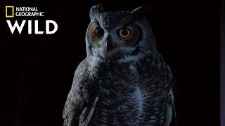 Great Horned Owl on the Hunt  Nat Geo Wild [upl. by Aicnelev]