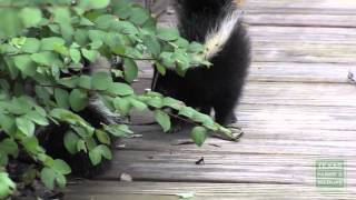 What to do if you encounter young skunks  Tips from a Wildlife Biologist [upl. by Hajed]