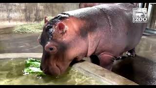 Baby Hippo Fritz Eating His Lettuce in Water  Cincinnati Zoo [upl. by Isnam]