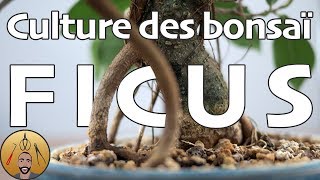 COMMENT je CULTIVE mes FICUS BONSAÏ 🌳AFDB🌳 [upl. by Egni124]