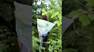 New Way to Harvest Water 🍃💦 shortsvideo bushcraft lifehack [upl. by Ahsatam]