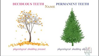 Differences between Deciduous teeth amp Permanent teeth [upl. by Iahc]