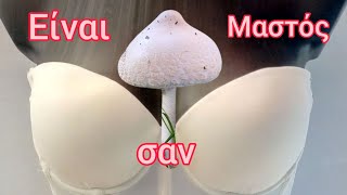 Το Δάσος έχει στήθος Macrolepiota mastoidea [upl. by Siramaj]