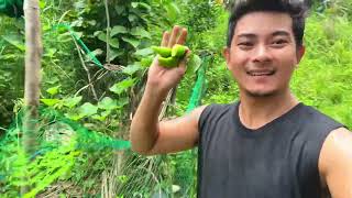 Insaladang Puso ng SagingNamitas nadin ng kunting talog😊buhaybukid farming food [upl. by Adle]