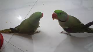 Beautiful Talking Parrots  Alexander [upl. by Minardi]