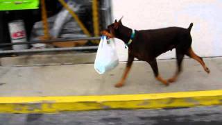 Doberman attacks shopping plaza [upl. by Shue]