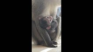 How Baby Monkey Lollipop Changed Monkey Nellies Life The Most Beautiful Moments monkey babymonkey [upl. by Farly]