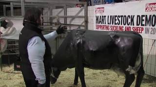 Calving tips from livestock demo at Ennis mart [upl. by Cressi]