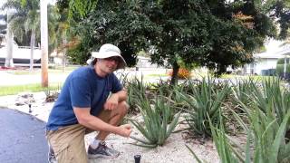 Best Aloe Vera Gel  Barbadensis vs Chinensis [upl. by Annoyk645]