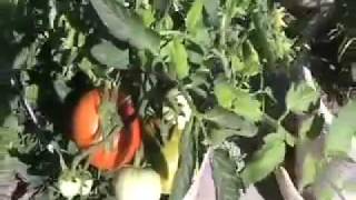 How To Hand Pollinate Tomatoes In Your Tomato Garden  Insightful Nana [upl. by Lleret678]